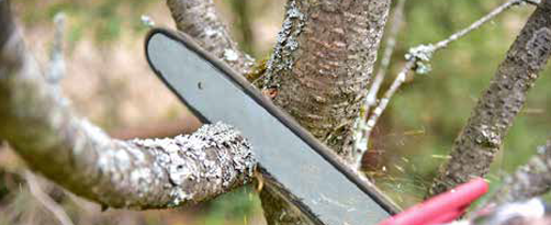 Tree Trimming &<br />
Maintenance