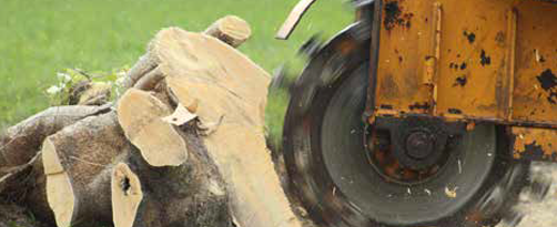 Stump Grinding &<br />
Removal